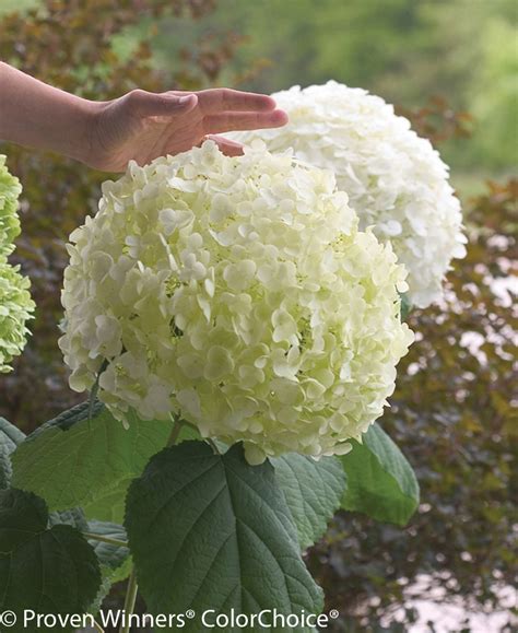 Incrediball® Hydrangea | Plant Addicts