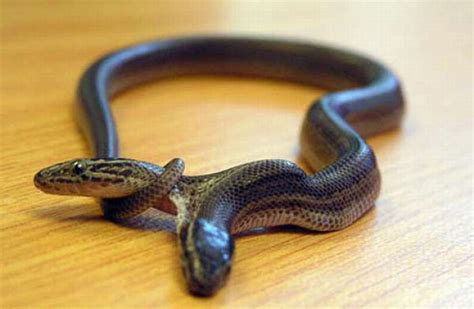 18 BIZARRE Photos Fact Of Two Headed Snake | Reckon Talk