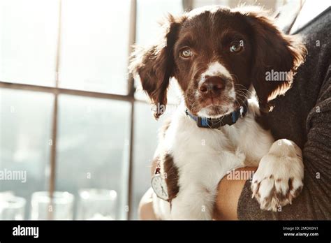 Hundegesicht Arme Und Frau Zu Hause Mit Liebe F Rsorge Und Bindung An