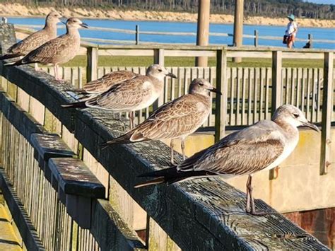 Kiptopeke State Park Updated January Photos Reviews