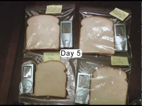 How To Grow Fungus On Bread In One Day Bread Poster