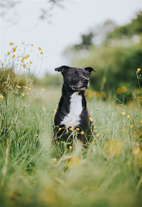 Staffordshire Bull Terriers Características Y Cuidados