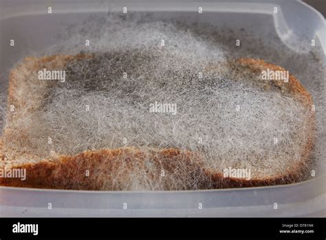 Black Bread Mold