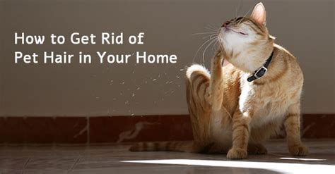 How To Get Rid Of Pet Hair In Your Home Maid Condos