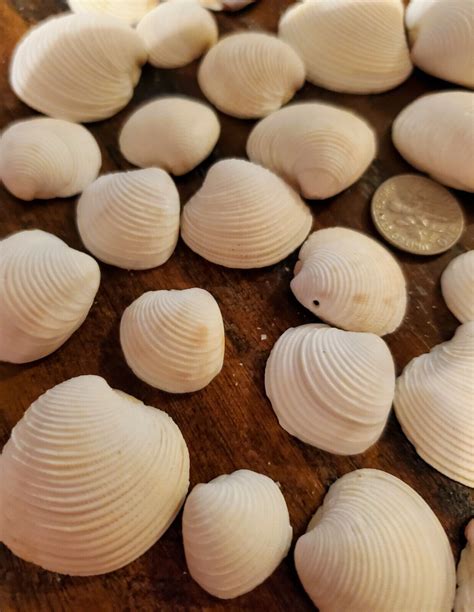 Lady In Waiting Venus Clam Shells From Pensacola Fl Beaches Ebay