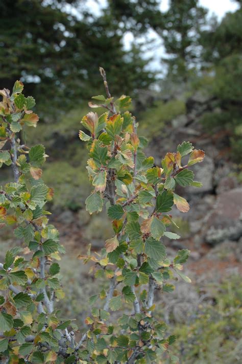 Saskatoon Serviceberry - Great Basin Seeds - Amelanchier alnifolia