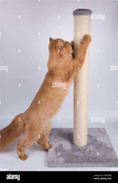 Red Persian Exotic Longhair Cat Sharpens Its Claws On The Scratching