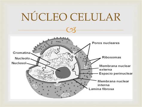 Organelos Membranosos Características Y Función