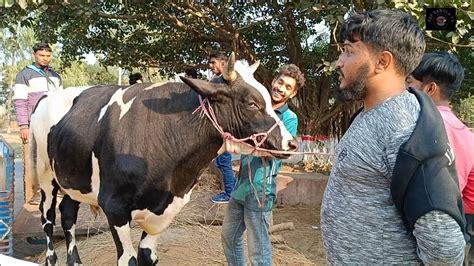 আজ মঙ্গলবার ২৫ জুন২৪ কত টাকা মন দরে ঢাকার ব্যবসায়ী মাংসের বড় বড় ষাঁড় গরু কিনলেন