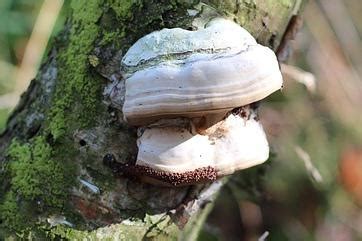 Comment Traiter Les Champignons Sur Les Arbres Housekeeping