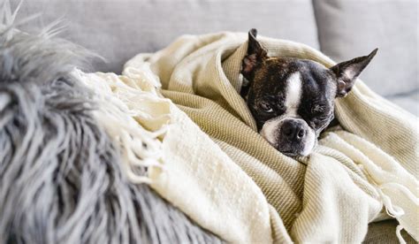 how to tell if your dog is anxious