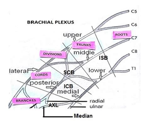 Usg For Brachial Plexus Block Anaesthesia Pain And Intensive Care