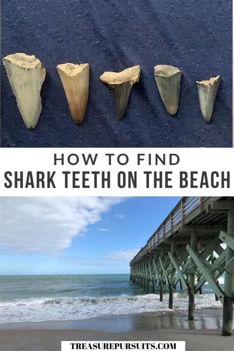 How To Find Shark Teeth On The Beach Artofit