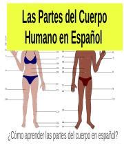 Las Partes Del Cuerpo Humano En Espanol Las Partes Del Cuerpo Humano