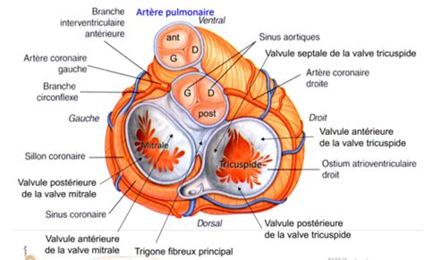 LE CŒUR ANATOMIE 5 Les valves cardiaques Cartes Quizlet