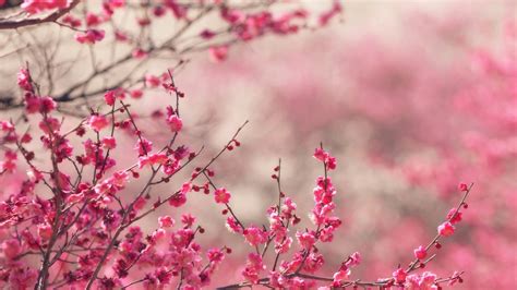 wallpaper for desktop, laptop | nf14-pink-blossom-nature-flower-spring