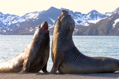 Elephant Seals Sleep Underwater For Only Two Hours Per Day •