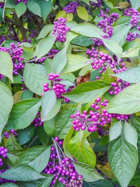 American Beautyberry Grow And Care Guide How To Use The Berries