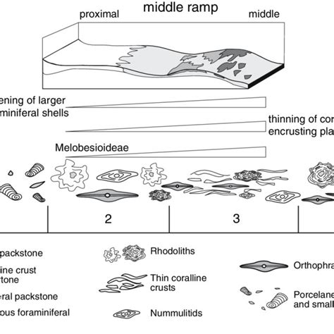 Schematic Reconstruction Of Middleupper Eocene Facies Pattern Of The