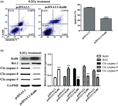 Ku86 Overexpression Reduced Ionizing Radiation Induced Cellular Download Scientific Diagram