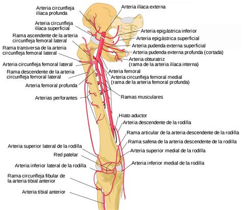 arteria iliaca externa curso anatomia paradigmia