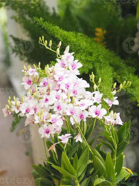 Pink Purple Orchids Dendrobium Lindley Orchidaceae Dendrobium