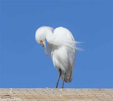 Snowy Egret in Breeding Plumage – Sonoran Images