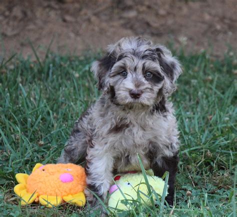 Gray White Labradoodle