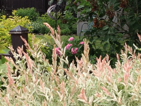 Talking to Plants: Pruning the Overgrown: Dappled Willow