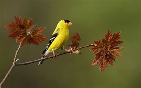 Bird Desktop Wallpaper 64 Images