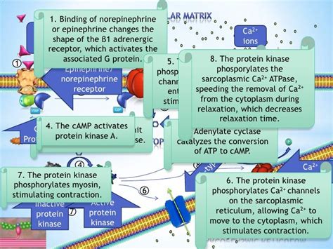 Effects of Norepinephrine and Epinephrine on Cardiomyocyte