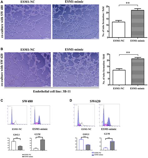 ESM1 Promotes Angiogenesis In Colorectal Cancer By Activating PI3K Akt