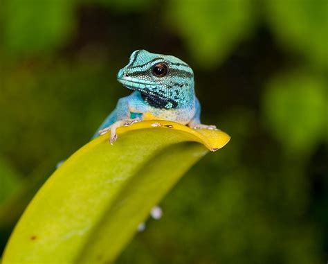 Lygodactylus Williamsi Williams Electric Blue Gecko Cute Reptiles