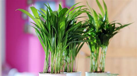 5 Plantas Que Debes Tener En Casa