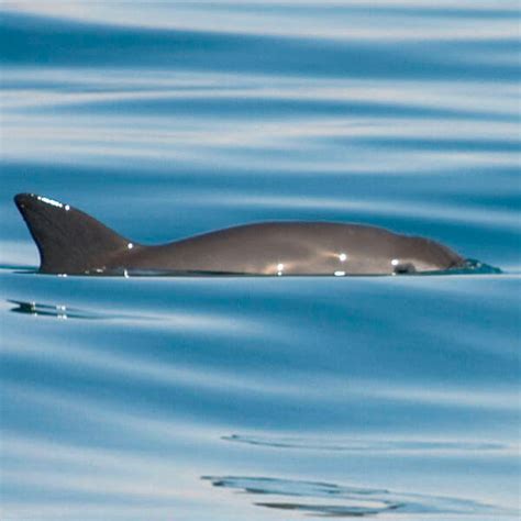 Vaquita Marine Mammal Commission