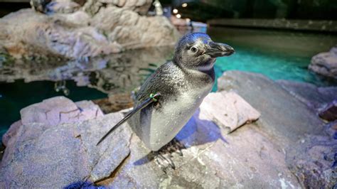 New England Aquarium joins international partnership to protect ...