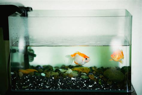 Fishes in Aquarium · Free Stock Photo