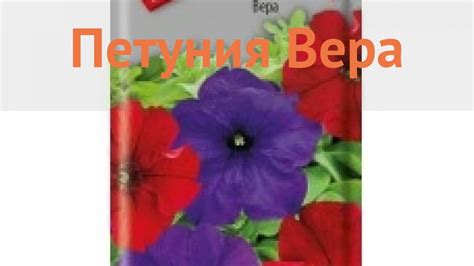 Петуния обыкновенная Вера (vera) 🌿 обыкновенная петуния Вера обзор: как ...
