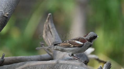 house sparrow slow motion video stock footage video  natural
