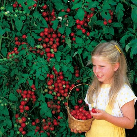 Sweet Million Hybrid Cherry Tomato Seeds P Pkt Of 30 Seeds Tomato