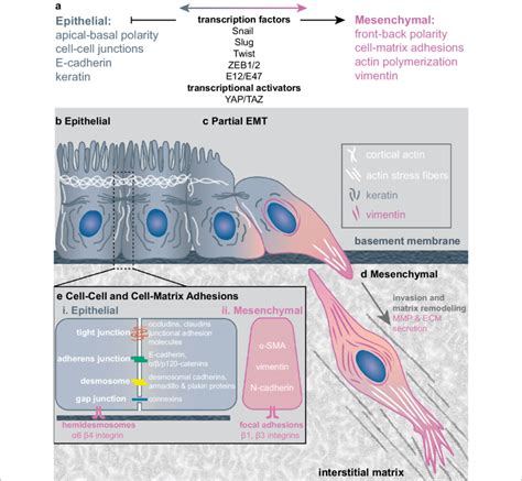 Schematic Of Emt Progression A Common Features Of Epithelial And