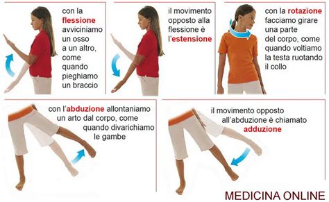 Differenza Tra Abduzione Adduzione Flessione Estensione E Rotazione