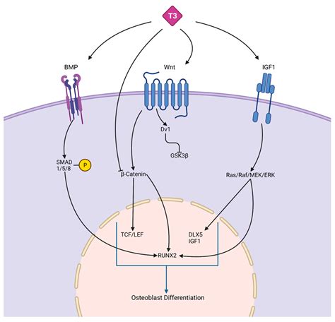 Osteogenesis And Its Hormone Regulation Encyclopedia MDPI