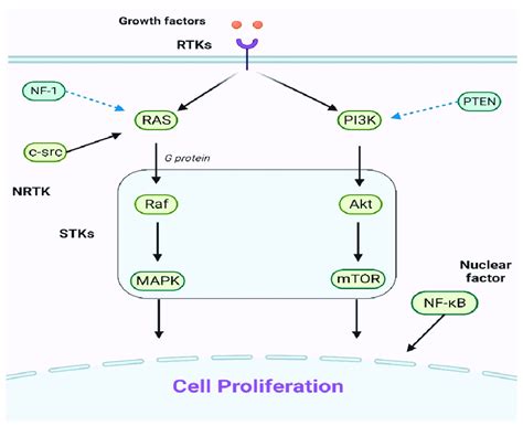 An Explanation Of The Primary Cell Proliferation Pathways The