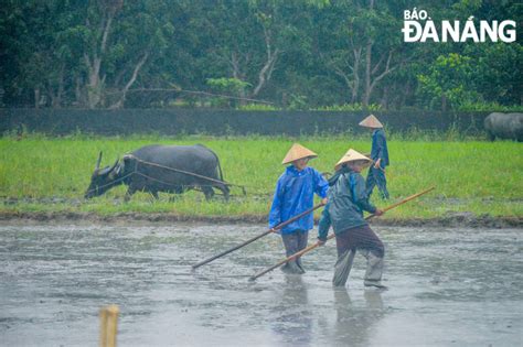 Báo Đà Nẵng điện Tử