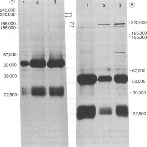 Nadodsopolyacrylamide Gel Electrophoresis Of Denatured Enzyme Antibody Download Scientific