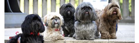 Southern Shih Tzu Rescue Rescuing And Rehoming Shih Tzu S