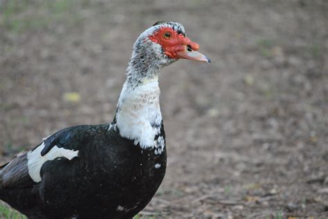 white duck  black tail feathers gaxxy