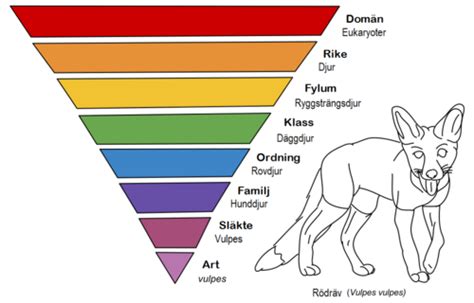 Biologi Systematik Evolution Flashcards Quizlet