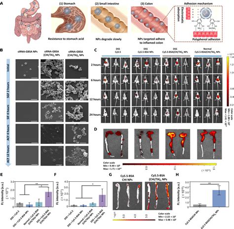 Oral Polyphenol Armored Nanomedicine For Targeted Modulation Of Gut